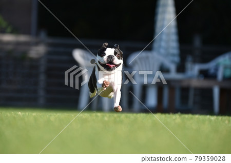 波士頓梗犬在狗奔跑中玩 79359028