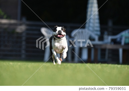 波士頓梗犬在狗奔跑中玩 79359031