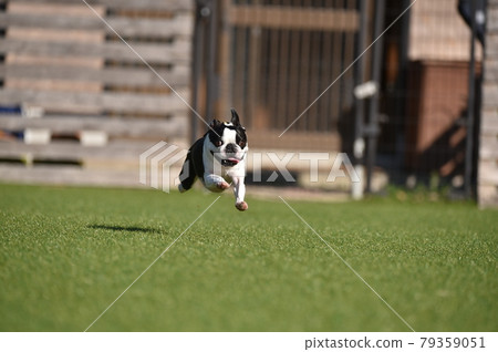 波士頓梗犬在狗奔跑中玩 79359051