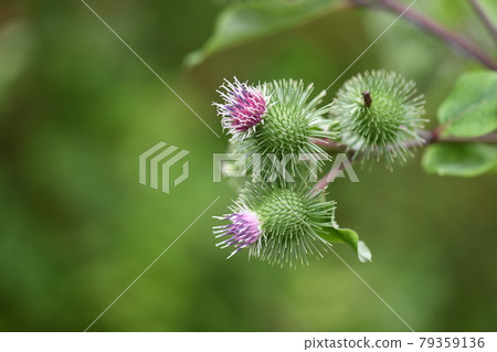 牛蒡花 牛蒡花 79359136