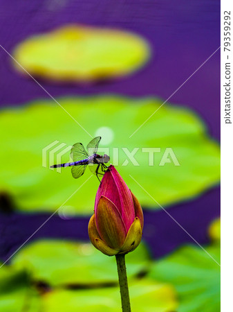 2000 years lotus and dragonfly in Miyaki Town, Saga Prefecture 2000 years lotus and dragonfly in Miyaki Town, Saga Prefecture 79359292