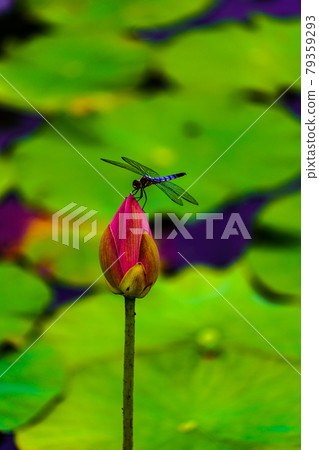 2000 years lotus and dragonfly in Miyaki Town, Saga Prefecture 2000 years lotus and dragonfly in Miyaki Town, Saga Prefecture 79359293