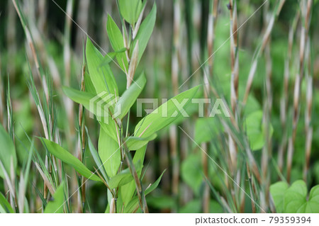 Okamesasa（Agamesasa）的芽和嫩葉 79359394