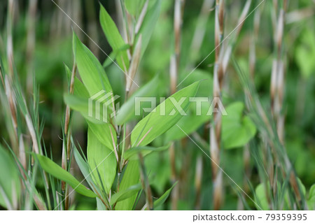 Okamesasa(Agamesasa)的芽和嫩葉 Okamesasa(Agamesasa)的芽和嫩葉 79359395