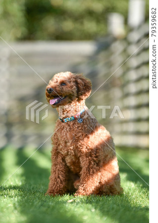 狗奔跑推薦的玩具貴賓犬 狗奔跑推薦的玩具貴賓犬 79359682