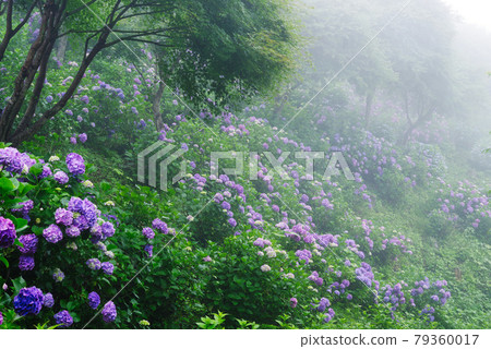 Hydrangea wrapped in fog [Minoyama Park, Minano Town, Chichibu District, Saitama Prefecture] 79360017
