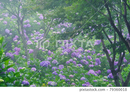 Hydrangea wrapped in fog [Minoyama Park, Minano Town, Chichibu District, Saitama Prefecture] 79360018