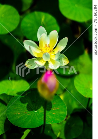 2000-year lotus in the lotus pond in Miyaki Town, Saga Prefecture 2000-year lotus in the lotus pond in Miyaki Town, Saga Prefecture 79360294