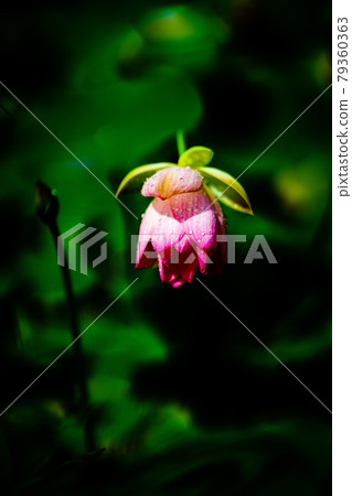 2000-year lotus in the lotus pond in Miyaki Town, Saga Prefecture 2000-year lotus in the lotus pond in Miyaki Town, Saga Prefecture 79360363