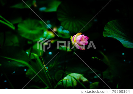 2000-year lotus in the lotus pond in Miyaki Town, Saga Prefecture 79360364