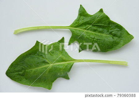 菠菜 蔬菜 葉子 79360388