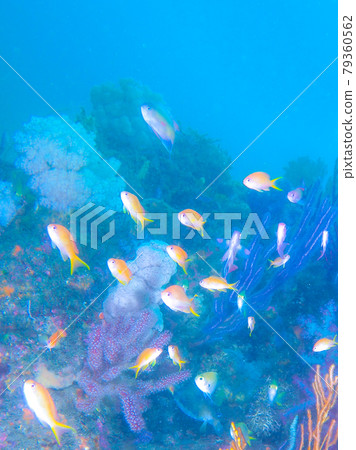 Enchanted Hanadai Enchanted Hanadai 79360562