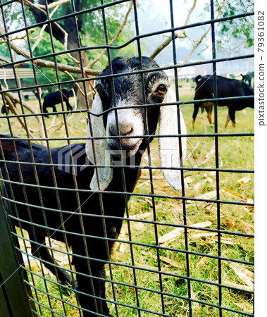 The alone goat waiting for independent behind the grille 79361082