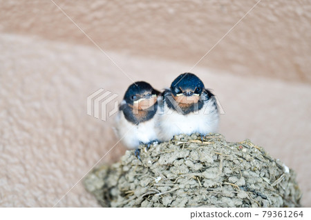 一張期待已久的燕子的照片 79361264