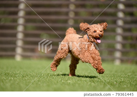 Toy poodle playing with dog run Toy poodle playing with dog run 79361445