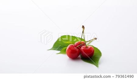 櫻桃葉 櫻桃葉 79361490