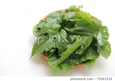 桑葉 79361526