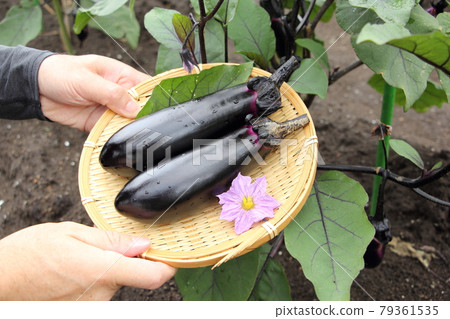 Harvesting of Eggplant Harvesting of Eggplant 79361535