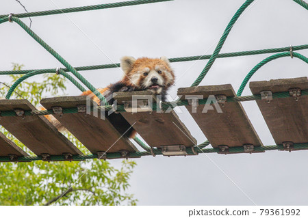 [Asahikawa City, Hokkaido] Asahiyama Zoo / Red Panda 79361992