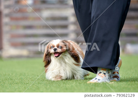 Shih Tzu playing in a dog run Shih Tzu playing in a dog run 79362129