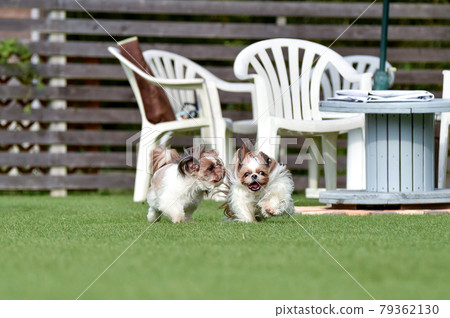 Shih Tzu playing in a dog run Shih Tzu playing in a dog run 79362130