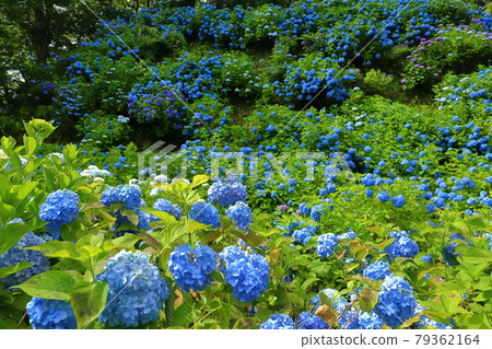 Gomadoyama, Tagami-cho, Minamikambara-gun, Niigata Prefecture, a cluster of blue hydrangeas Gomadoyama, Tagami-cho, Minamikambara-gun, Niigata Prefecture, a cluster of blue hydrangeas 79362164