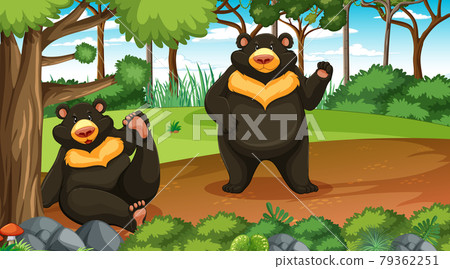 Asian black bear or moon bear in forest or rainforest scene with many trees Asian black bear or moon bear in forest or rainforest scene with many trees 79362251