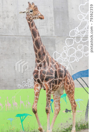 [北海道旭川市]旭山動物園、網紋長頸鹿 79362359