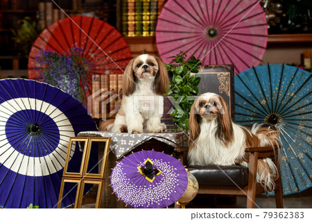 Cavalier/Shih Tzu Umbrella Cavalier/Shih Tzu Umbrella