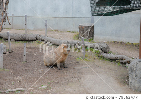 [Asahikawa City, Hokkaido] Asahiyama Zoo, Capybara 79362477