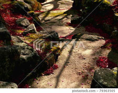 Shadowed autumn road Shadowed autumn road 79363505