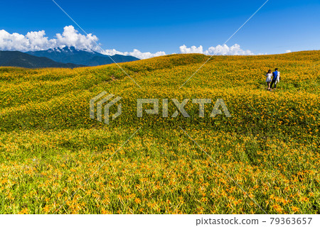 view of the beautiful daylilies in the Liushishi Mountain of Hualien, Taiwan. view of the beautiful daylilies in the Liushishi Mountain of Hualien, Taiwan. 79363657