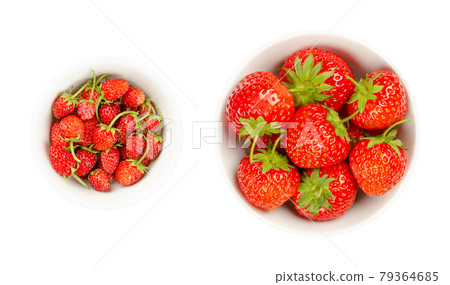 Wild and garden strawberries in white bowls. Fresh, ripe and bright red fruits of Alpine strawberries, Fragaria vesca, and the much larger garden strawberries, Fragaria ananassa. Close-up, food photo. Wild and garden strawberries in white bowls. Fresh, ripe and bright red fruits of Alpine strawberries, Fragaria vesca, and the much larger garden strawberries, Fragaria ananassa. Close-up, food photo. 79364685