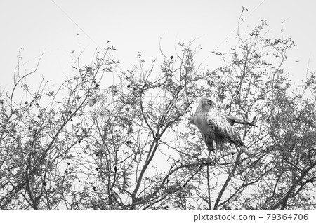 Long legged buzzard or Buteo rufinus in black and white during winter migration at tal chhapar sanctuary churu rajasthan india 79364706