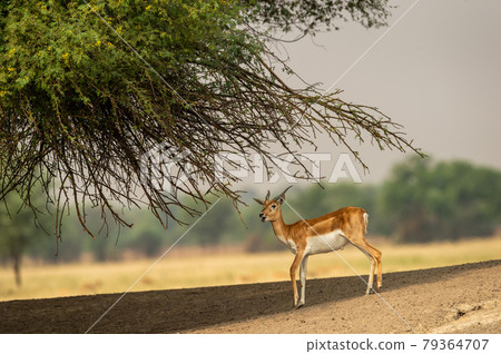 blackbuck or antilope cervicapra or indian antelope closeup with side profile at forest of central india 79364707