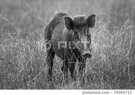 Indian boar or Andamanese or Moupin pig a subspecies of wild boar in black and white at ranthambore national park or tiger reserve rajasthan india - Sus scrofa cristatus 79364712