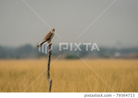 Laggar falcon or Falco jugger portrait at tal chhapar sanctuary churu rajasthan india 79364713