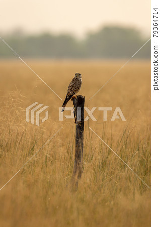 Common kestrel or european kestrel or Falco tinnunculus portrait perched on branch during winter migration at tal chhapar sanctuary churu rajasthan india 79364714
