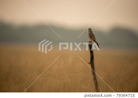 Common kestrel or european kestrel or Falco tinnunculus portrait perched on branch during winter migration at tal chhapar sanctuary churu rajasthan india 79364718