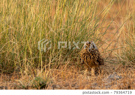 short eared owl or Asio flammeus portrait or close up at forest of central india short eared owl or Asio flammeus portrait or close up at forest of central india 79364719