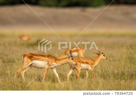 blackbuck or antilope cervicapra or indian antelope walking in grassland of tal chhapar sanctuary churu rajasthan india blackbuck or antilope cervicapra or indian antelope walking in grassland of tal chhapar sanctuary churu rajasthan india 79364720