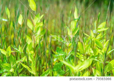 Rainy season, okamezasa bamboo that grows in clusters 79365066