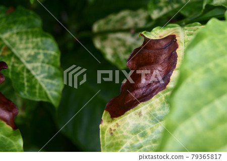leaf, coffee, green 79365817