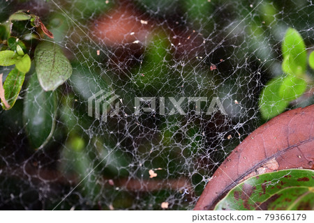 (Flower Tourism) Grassy WEB (Spider Web) (Flower Tourism) Grassy WEB (Spider Web) 79366179