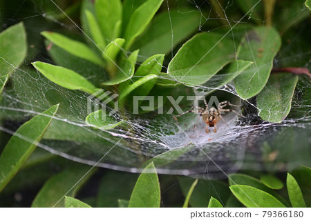 (Flower Tourism) Grassy WEB (Spider Web) (Flower Tourism) Grassy WEB (Spider Web) 79366180