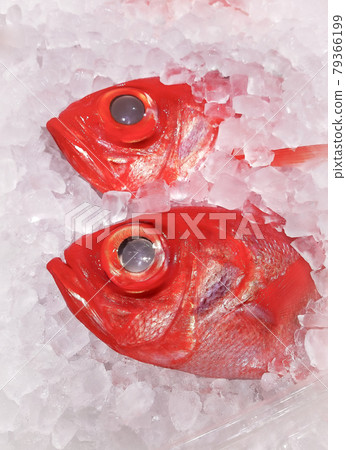 Big red-eyed mackerel or Kinmedai fish frozen in ice . 79366199