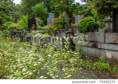 Tombstones in a grassy graveyard without visiting the grave Tombstones in a grassy graveyard without visiting the grave 79366229