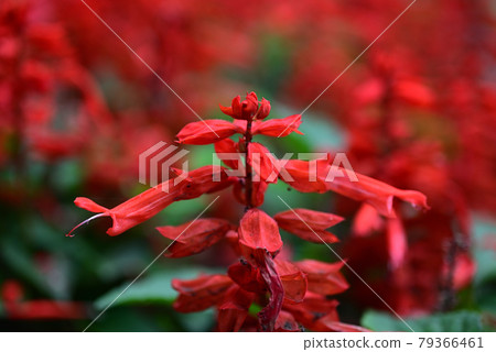 (花卉旅遊)成簇生長的丹參花 (花卉旅遊)成簇生長的丹參花 79366461
