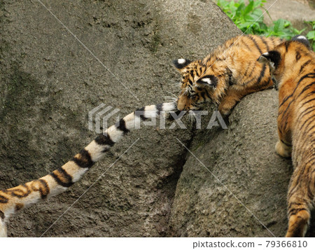 東北虎幼崽咬媽媽的尾巴 東北虎幼崽咬媽媽的尾巴 79366810