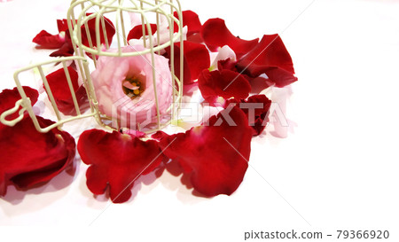 Blooming pink flower in a small bird cage, surrounded by red rose petals. With the cage door open wide. Blooming pink flower in a small bird cage, surrounded by red rose petals. With the cage door open wide. 79366920